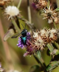 Thalestria spinosa