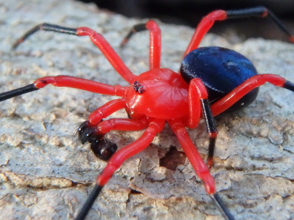 red-and-black Spiders