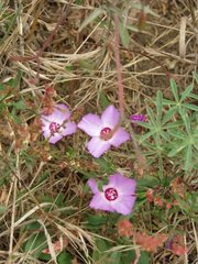Clarkia rubicunda