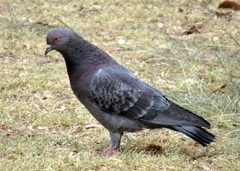 Columba livia
