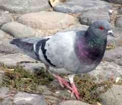 Columba livia