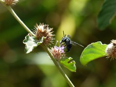 Thalestria spinosa