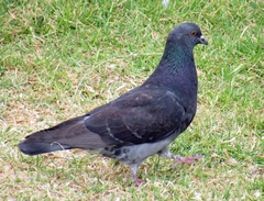 Columba livia