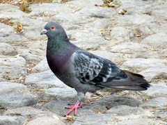 Columba livia