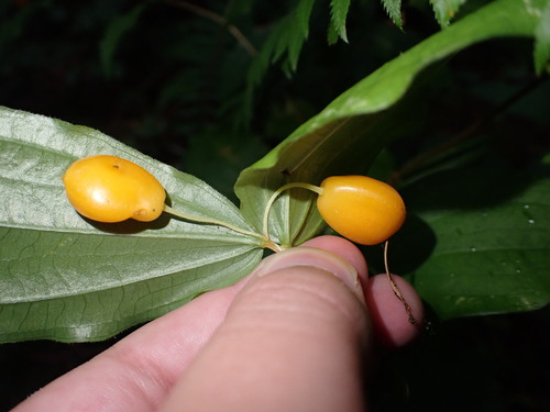 Image of Prosartes smithii by (c) elik03, some rights reserved (CC BY)
