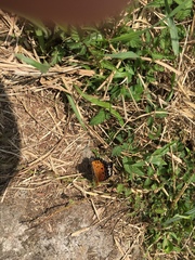 Argynnis hyperbius hyperbius