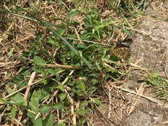 Argynnis hyperbius hyperbius