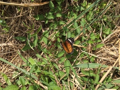 Argynnis hyperbius hyperbius