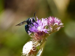 Thalestria spinosa