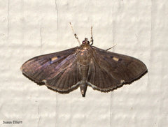 Herpetogramma sphingealis