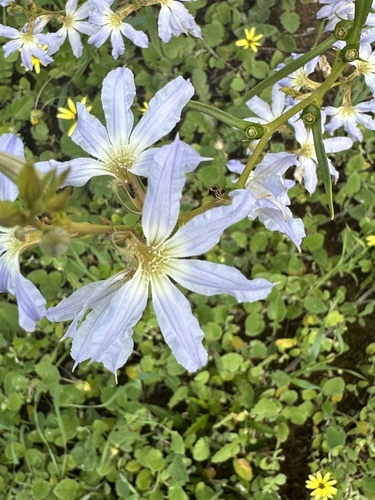 Scaevola porocarya, 2024-08-24