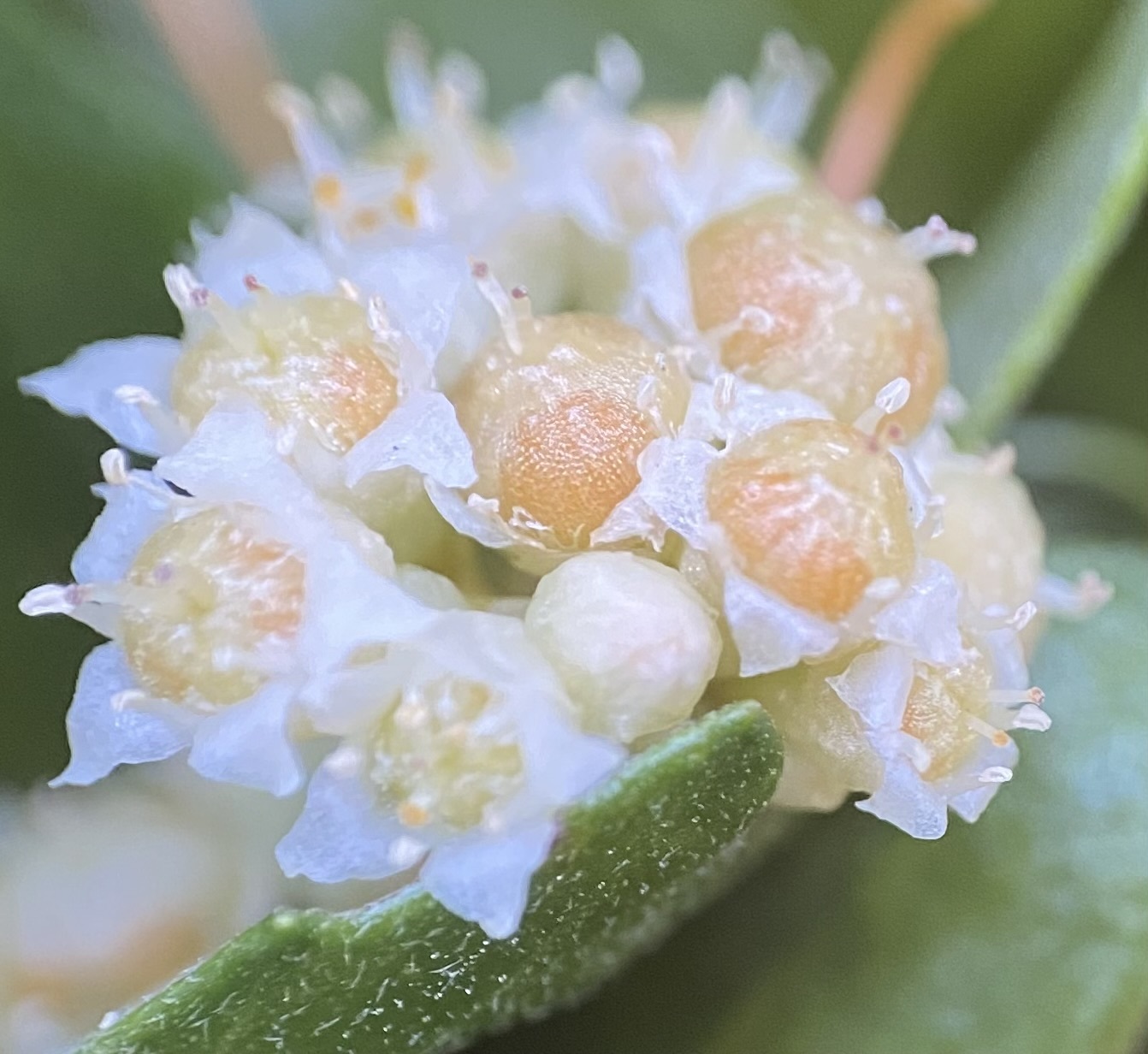 Cuscuta pentagona