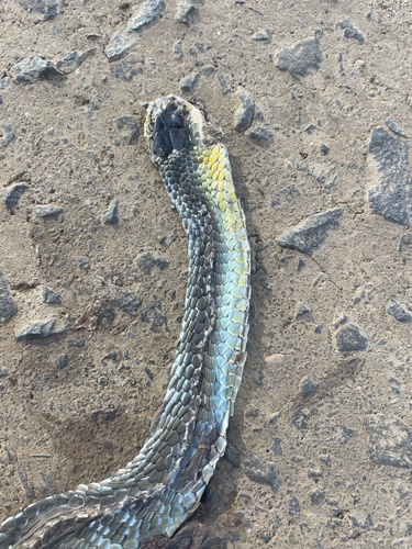 Common Tree Snake sighting