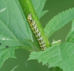 Cucullia scrophulariae