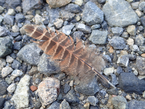 Plume de Faisan versicolore