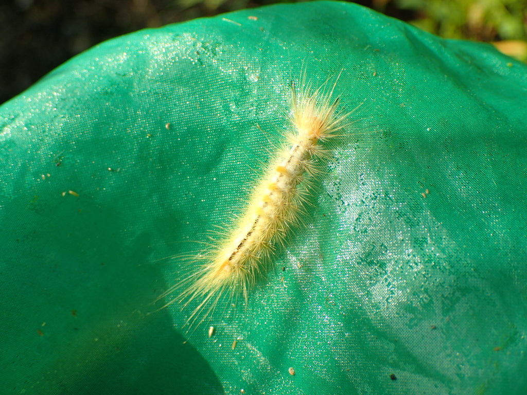 スゲドクガの幼虫
