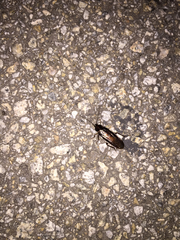 Periplaneta japonica