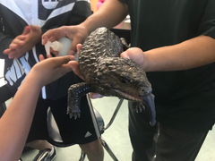 Tiliqua