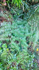 Microlepia speluncae