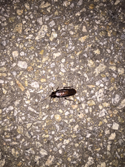 Periplaneta japonica