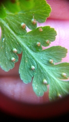 Microlepia speluncae