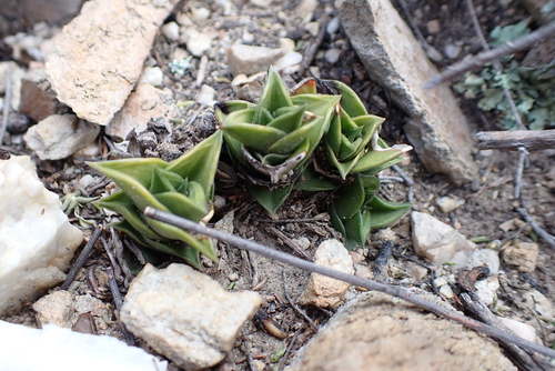 Image of Haworthiopsis viscosa by (c) Karen Eichholz, some rights reserved (CC BY)