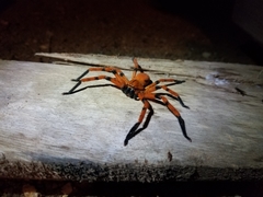 Olios simoni