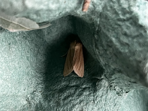 Common Wainscot photo 5