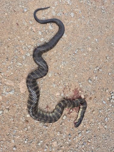 Tiger Snake sighting