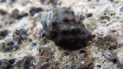 Tenguella granulata observed 2024-08-23