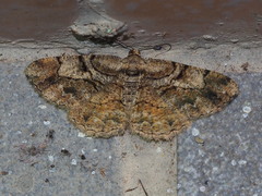 Psilalcis pulveraria