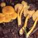 Cantharellus tabernensis - Photo (c) Ron Pastorino (Ronpast), some rights reserved (CC BY-SA)