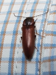 Acteniceromorphus volitans