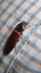 Acteniceromorphus volitans