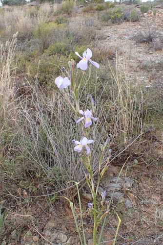 Image of Moraea polystachya by (c) Karen Eichholz, some rights reserved (CC BY)