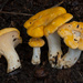 Cantharellus phasmatis - Photo (c) j7u, some rights reserved (CC BY-SA)