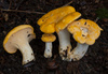 Ghost Chanterelle - Photo (c) j7u, some rights reserved (CC BY-SA)