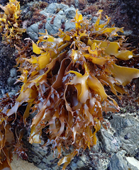 Pachymenia dichotoma