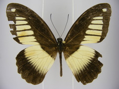 Papilio cynorta
