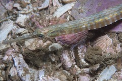 Syngnathus temminckii