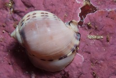 Semicassis zeylanica