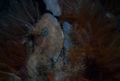 Parablennius cornutus