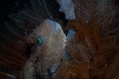 Parablennius cornutus