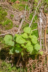 Ozomelis stauropetala