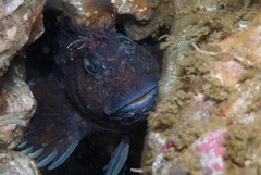 Parablennius cornutus