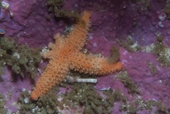 Allostichaster capensis