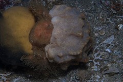 Dromidia hirsutissima