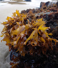 Pachymenia dichotoma