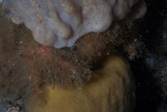 Dromidia hirsutissima