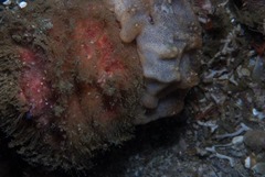 Dromidia hirsutissima